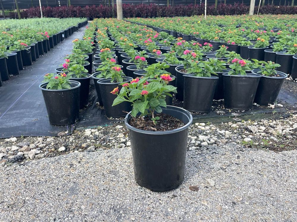 lantana-camara-anne-marie