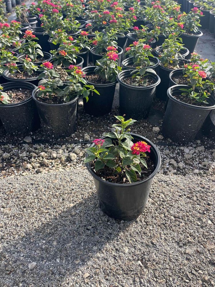 lantana-camara-anne-marie