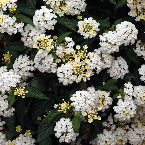 lantana-camara-bandana-white