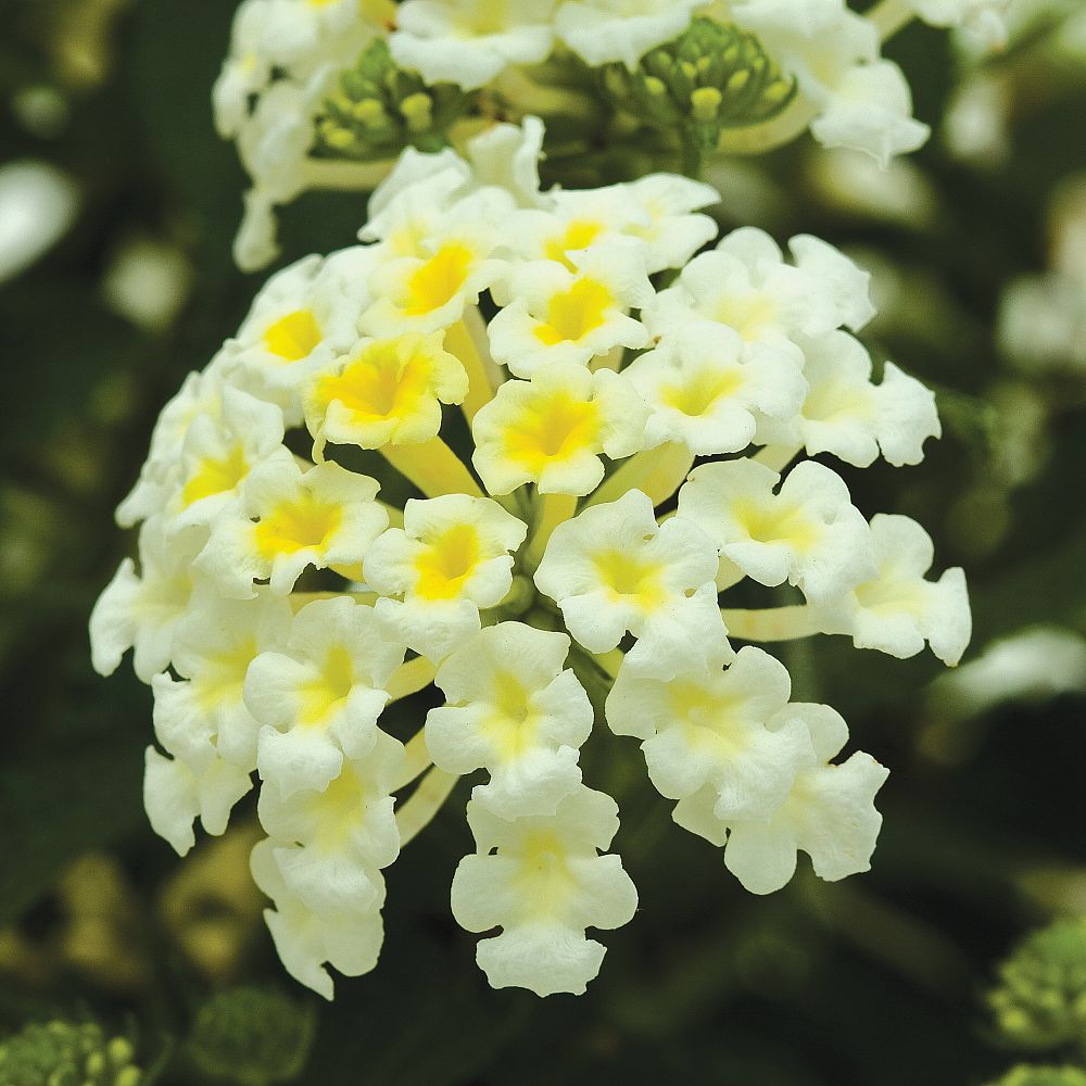 lantana-camara-bandana-white