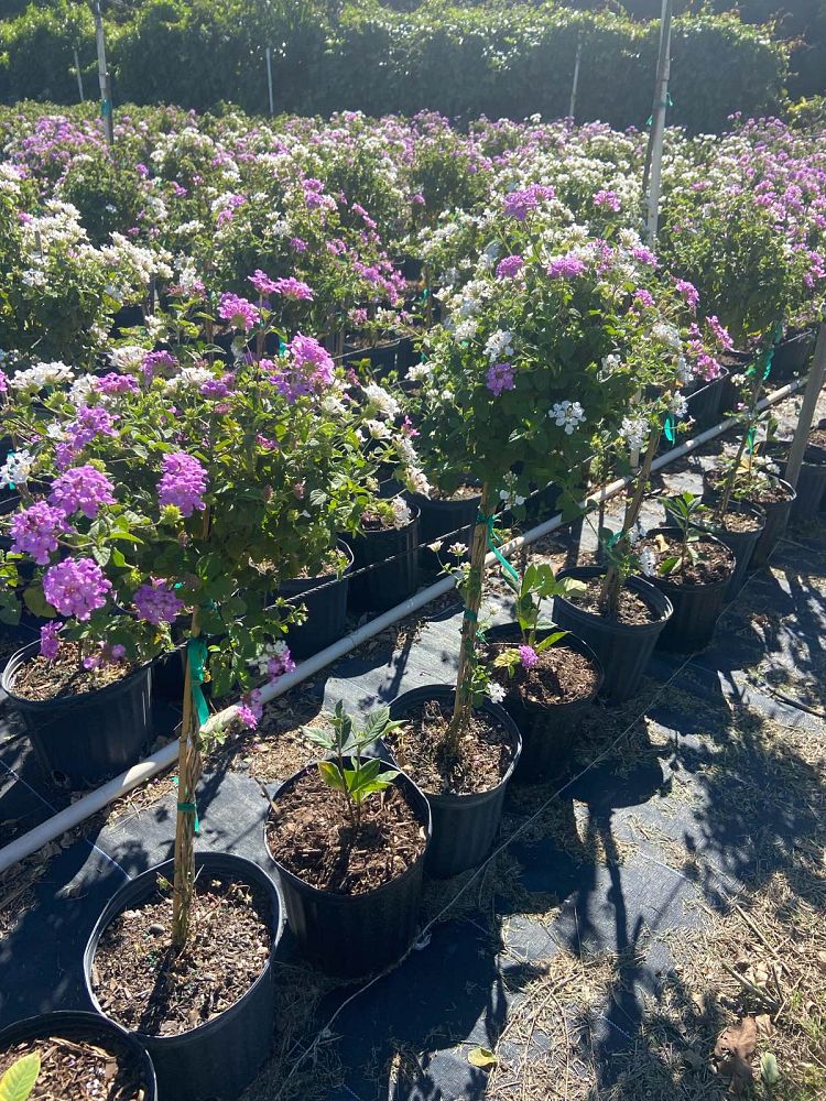 lantana-camara-cccf1-firestorm-trade-lantana