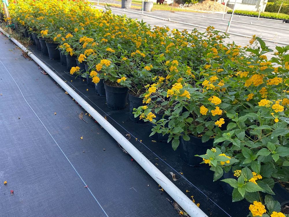 lantana-camara-cccf1-firestorm-trade-lantana