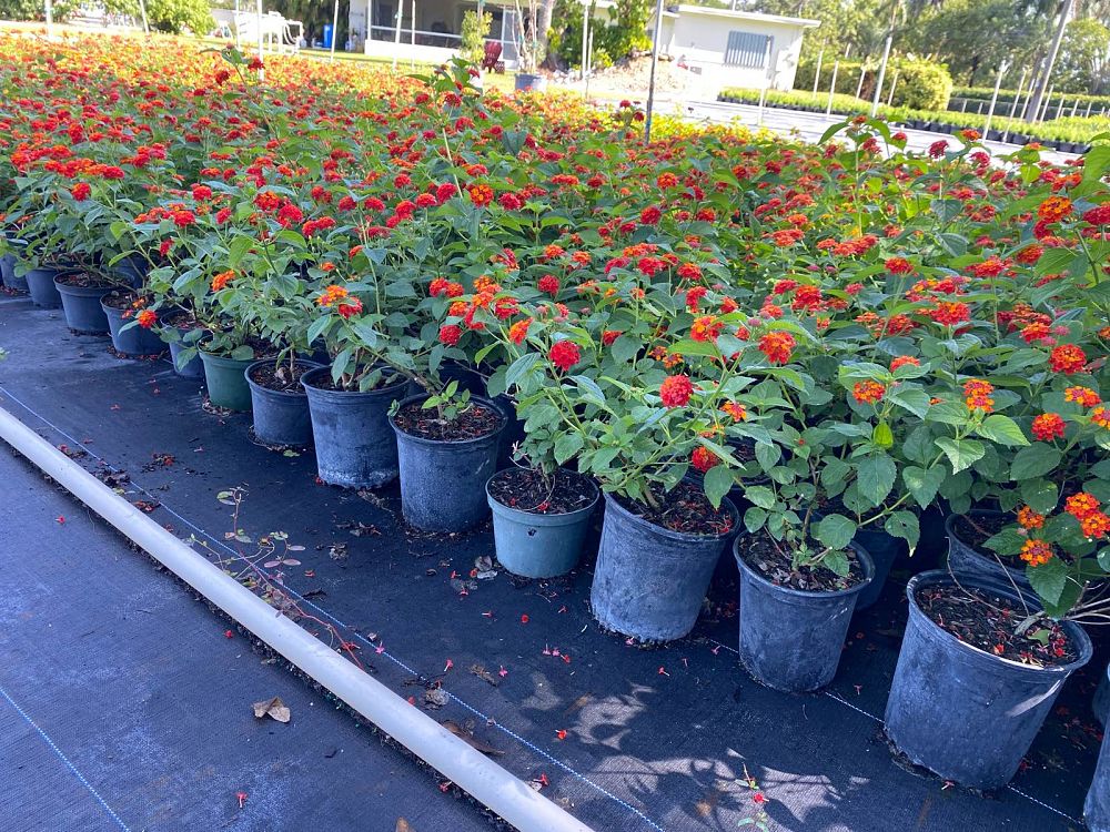 lantana-camara-cccf1-firestorm-trade-lantana