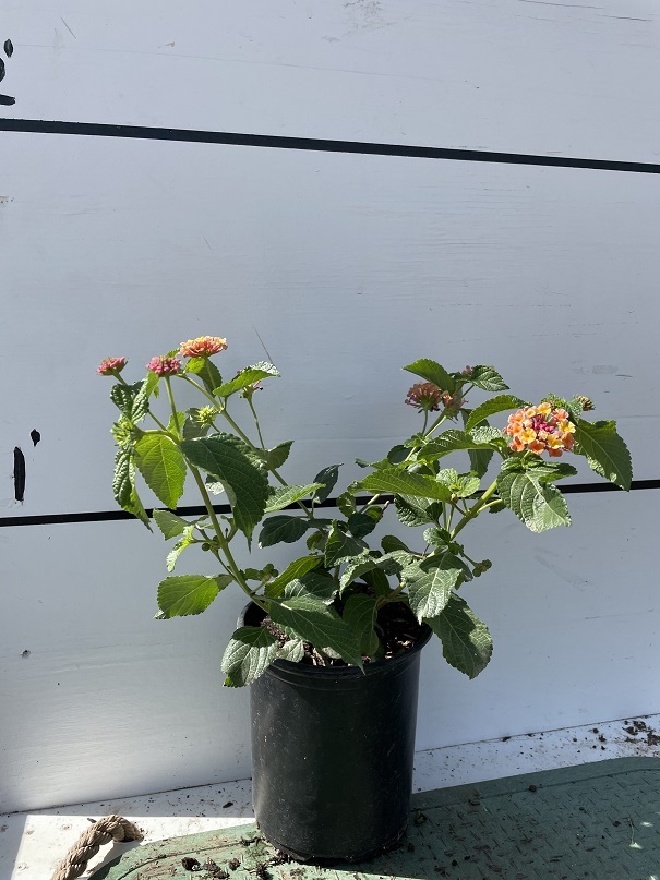 lantana-camara-christine