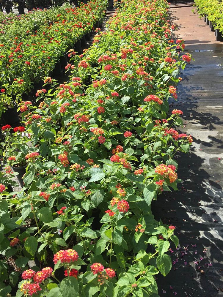 lantana-camara-confetti