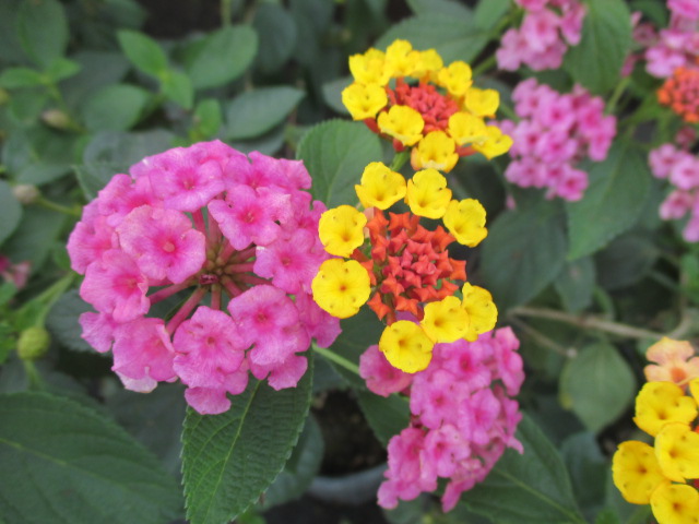 lantana-camara-confetti