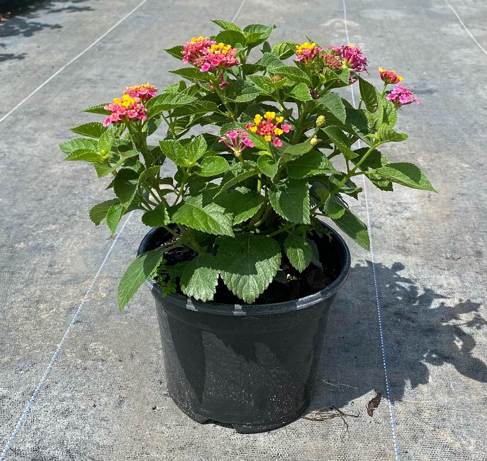 lantana-camara-confetti