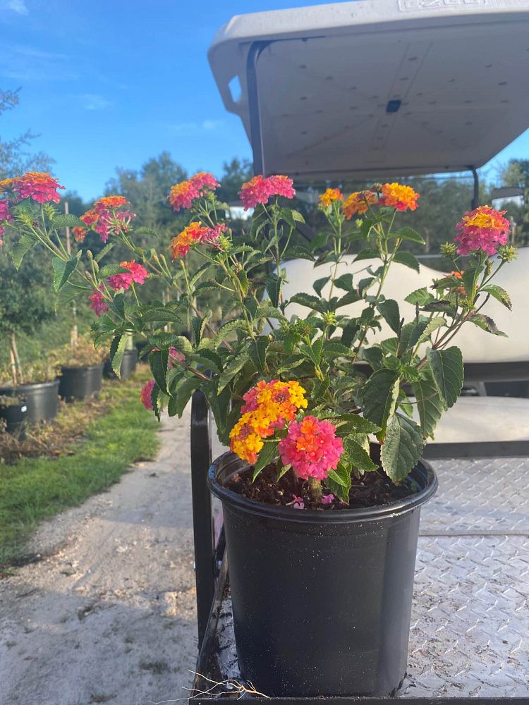 lantana-camara-confetti