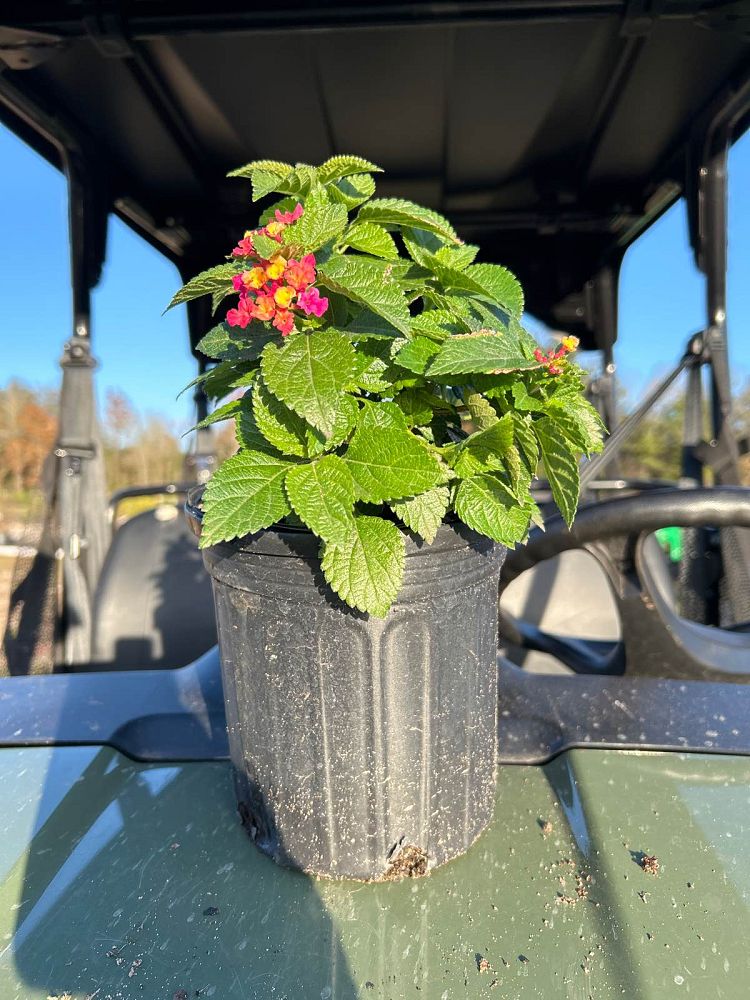 lantana-camara-confetti