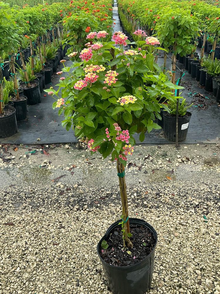 lantana-camara-confetti