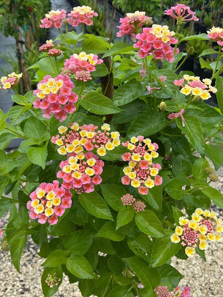 lantana-camara-confetti