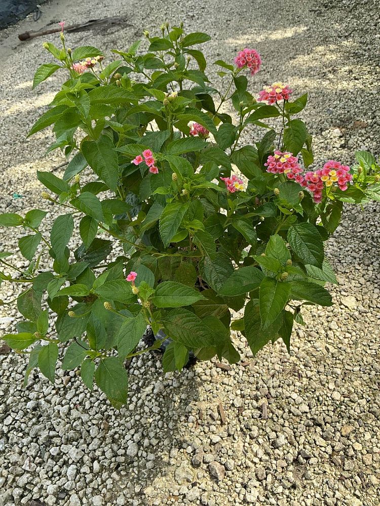 lantana-camara-confetti