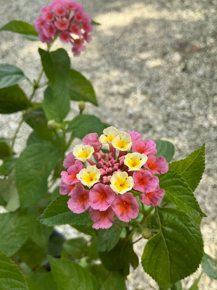 lantana-camara-confetti