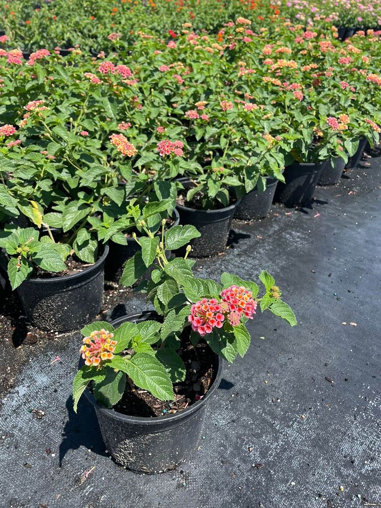lantana-camara-confetti
