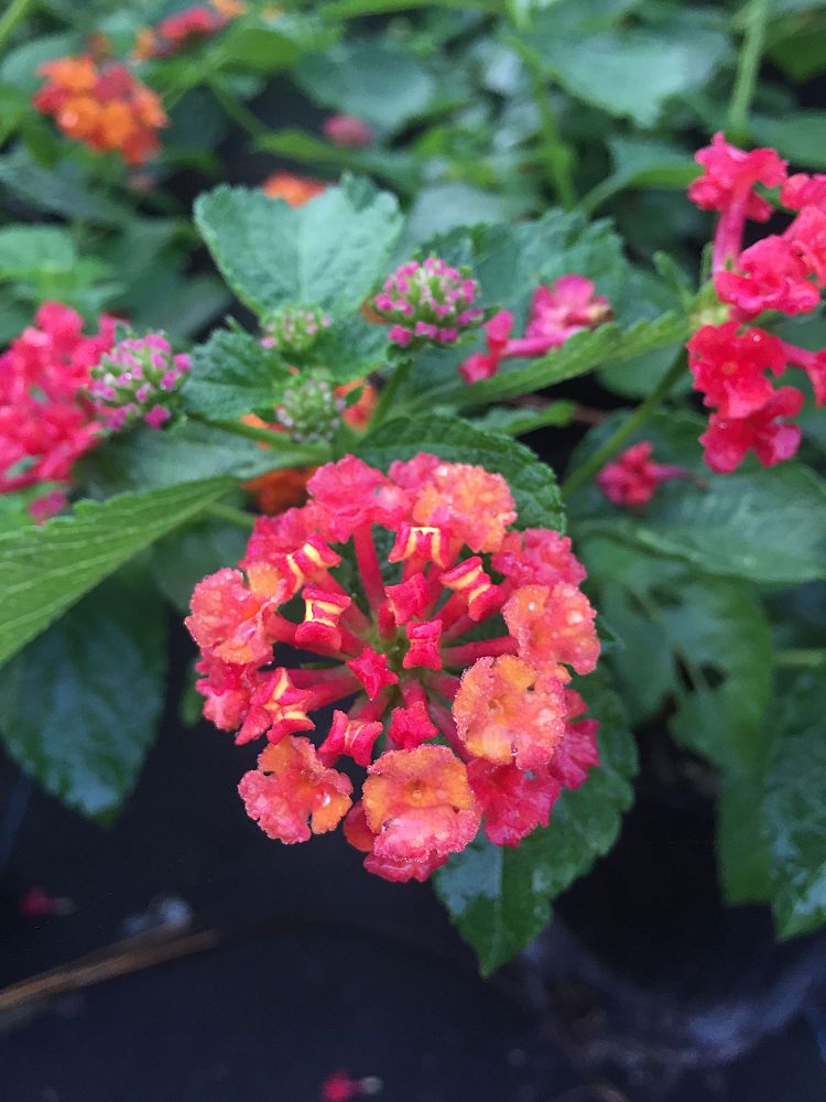 lantana-camara-dallas-red