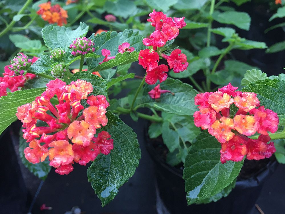 lantana-camara-dallas-red