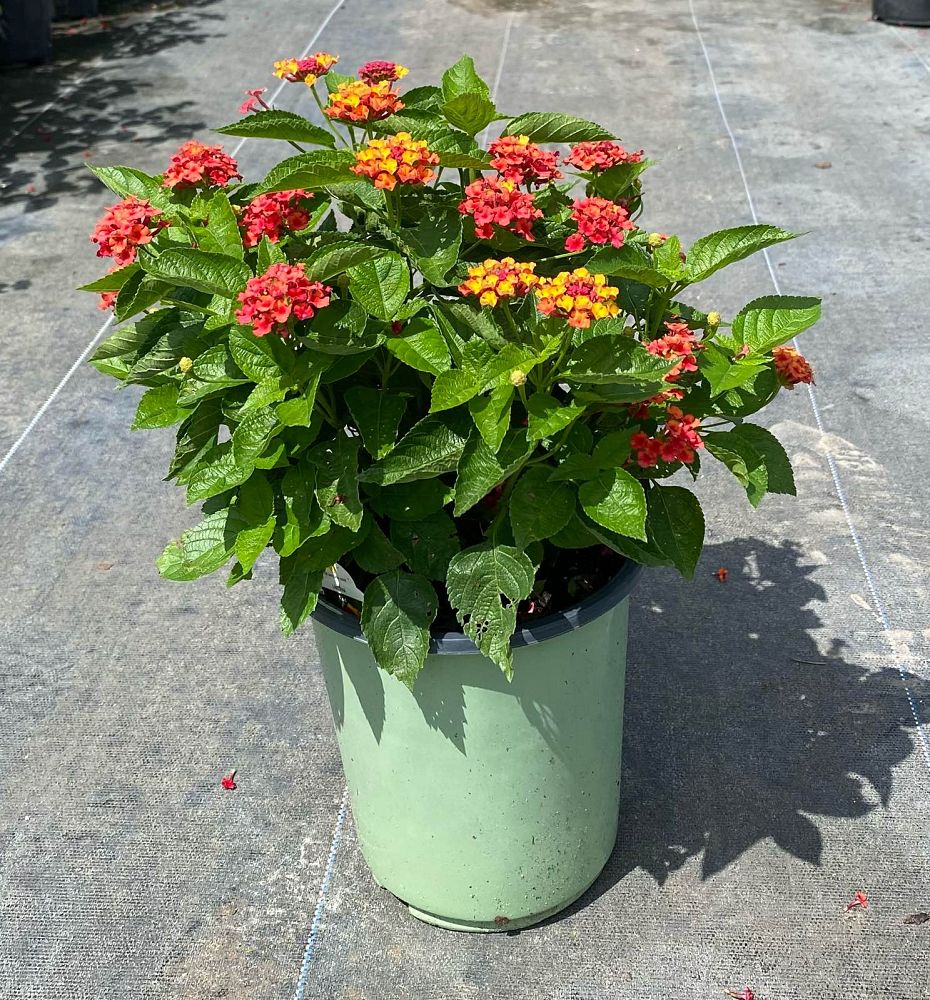 lantana-camara-dallas-red
