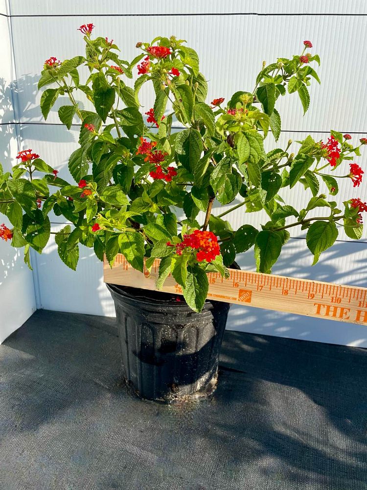 lantana-camara-dallas-red