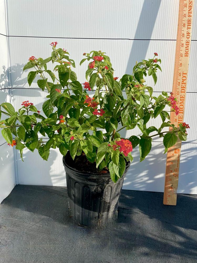 lantana-camara-dallas-red