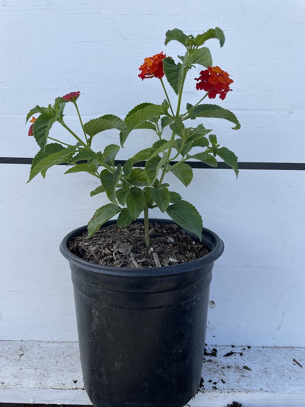 lantana-camara-dallas-red