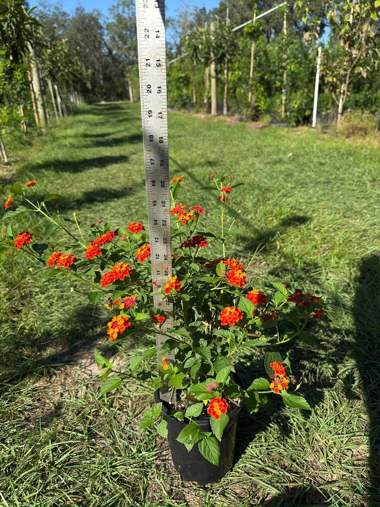 lantana-camara-dallas-red