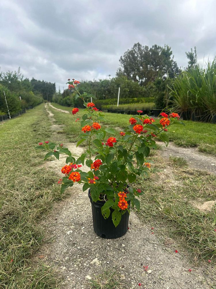 lantana-camara-dallas-red