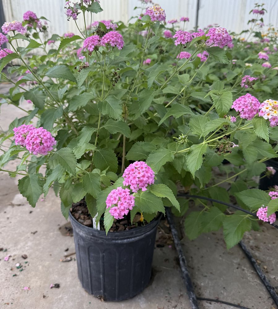 lantana-camara-ham-and-eggs