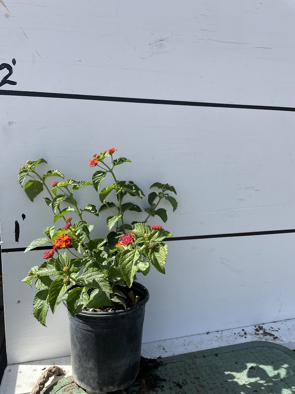 lantana-camara-irene