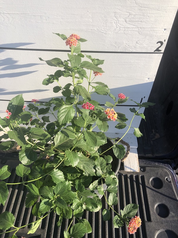 lantana-camara-irene