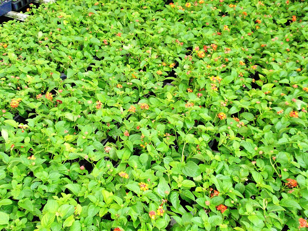 lantana-camara-irene
