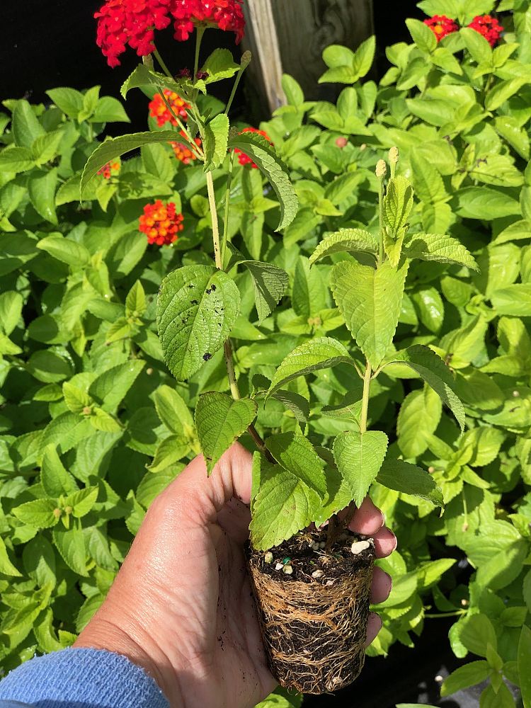 lantana-camara-irene