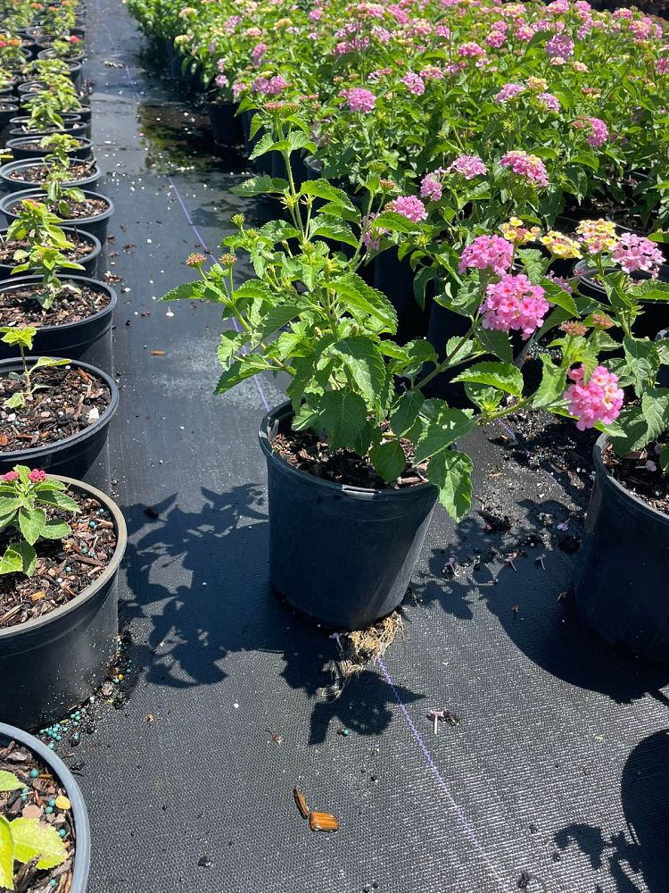lantana-camara-irene