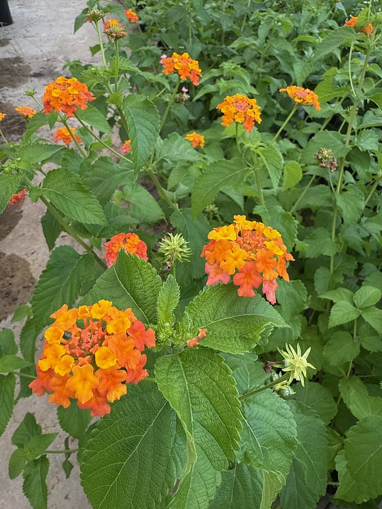 lantana-camara-miss-huff-s