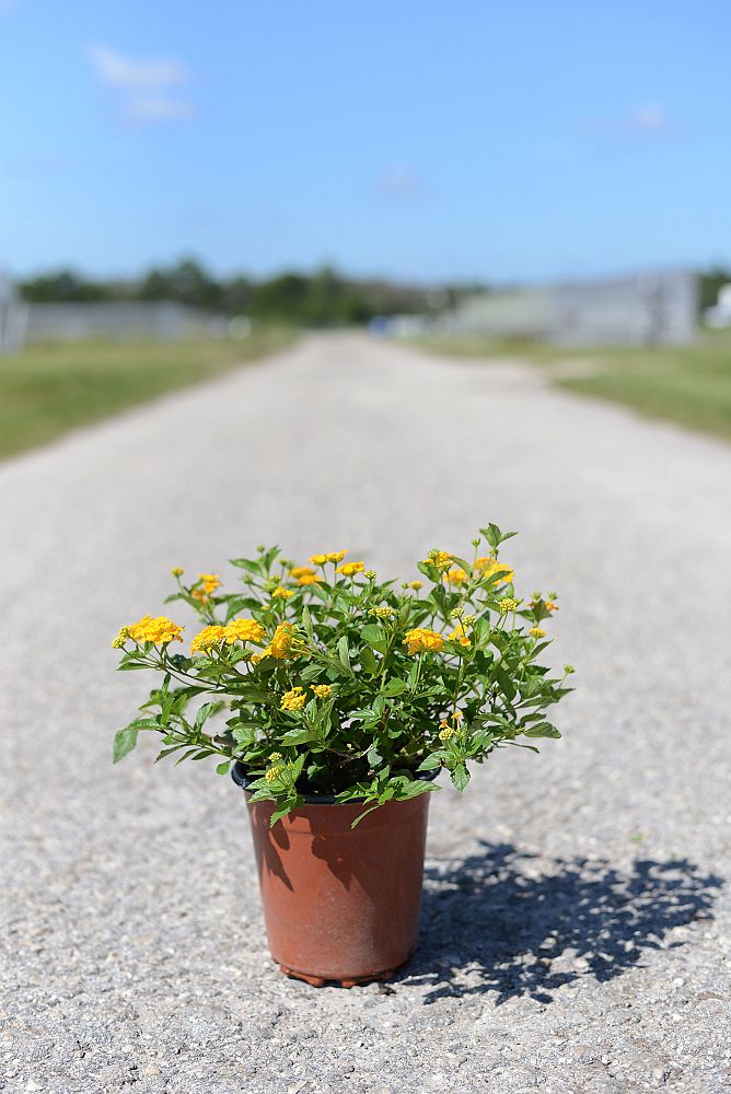 lantana-camara-new-gold