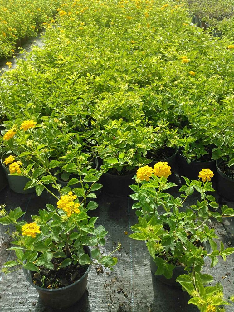 lantana-camara-new-gold