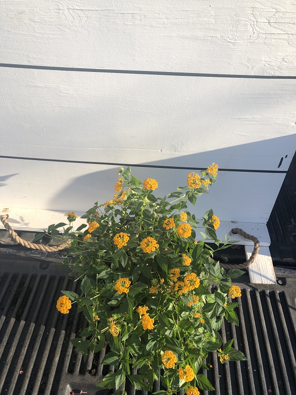 lantana-camara-new-gold