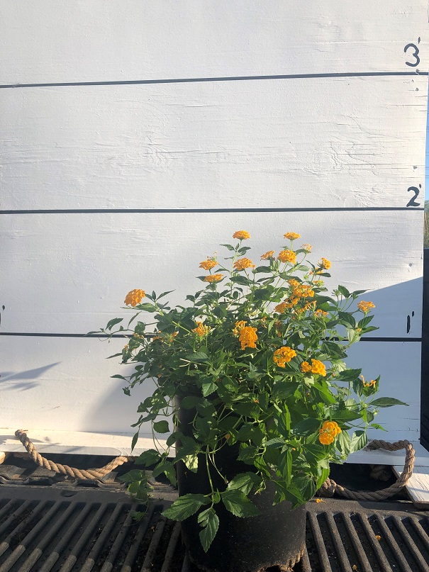 lantana-camara-new-gold
