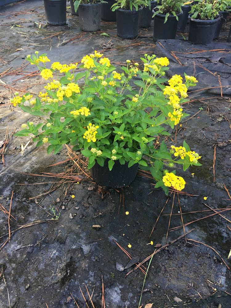 lantana-camara-new-gold