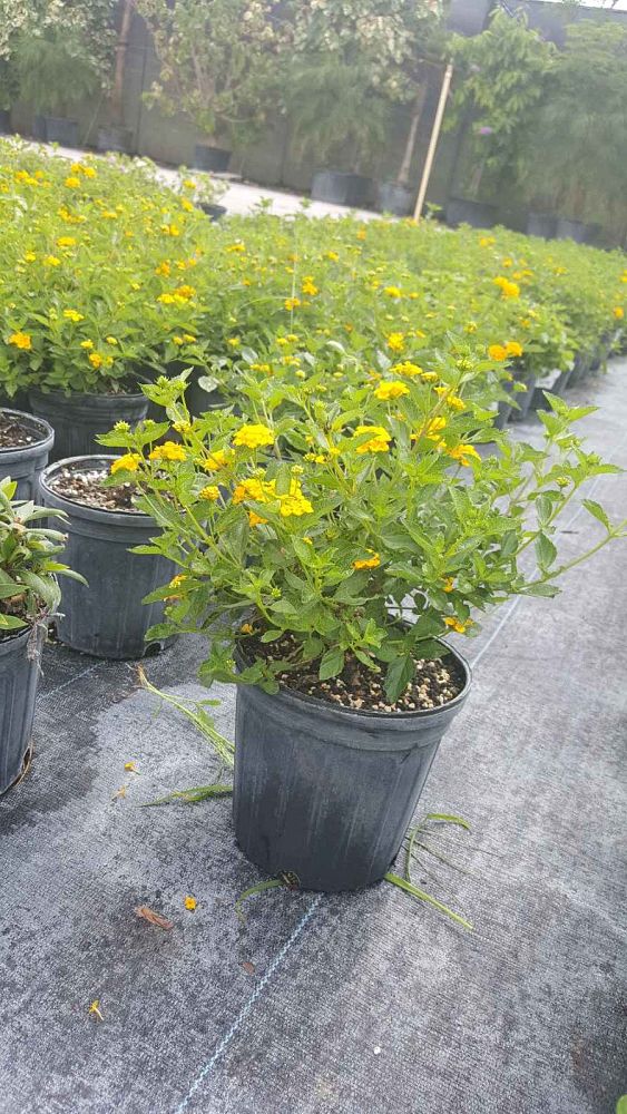 lantana-camara-new-gold