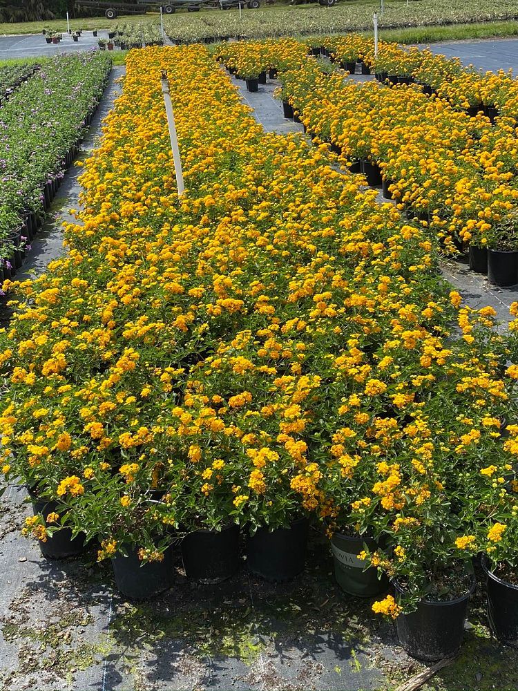 lantana-camara-new-gold