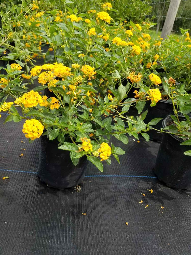 lantana-camara-new-gold