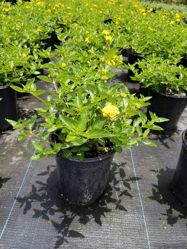 lantana-camara-new-gold