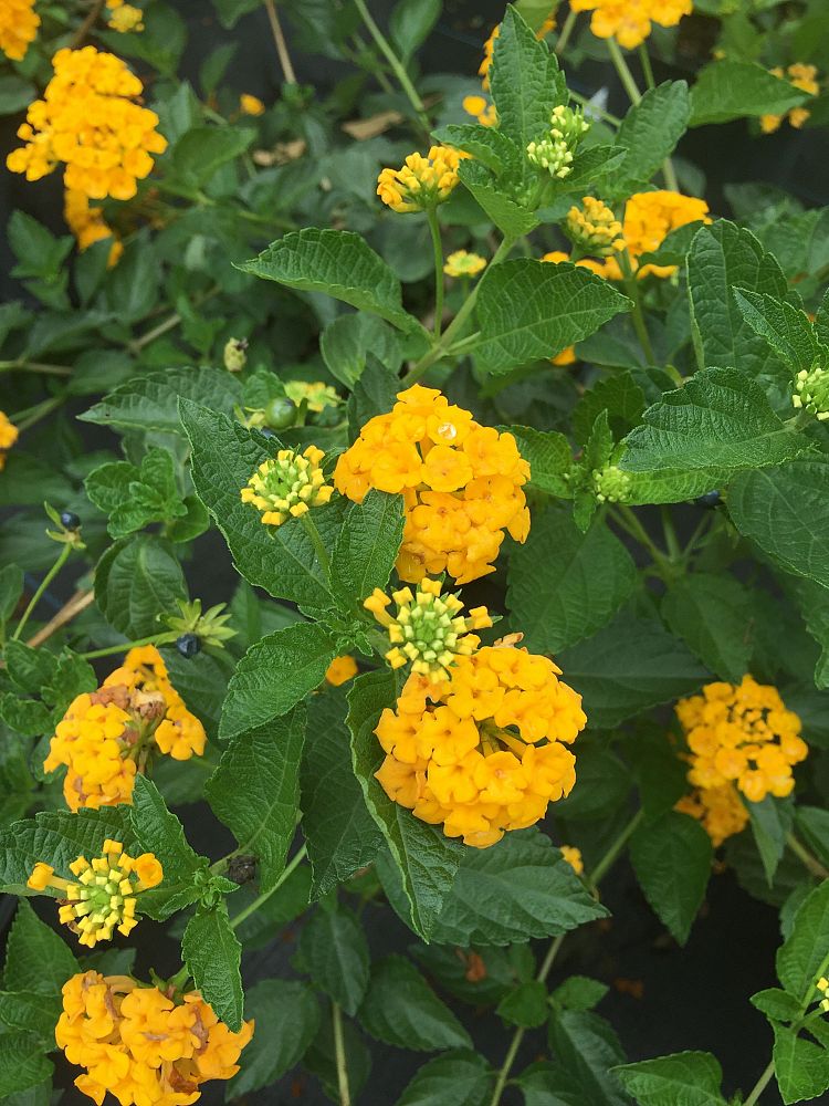 lantana-camara-new-gold