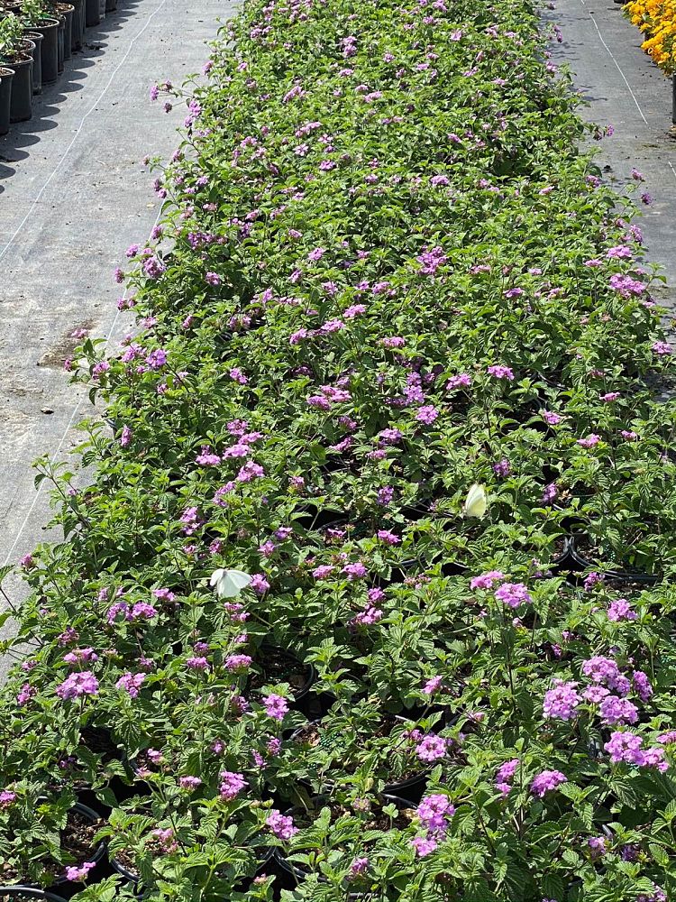 lantana-camara-new-gold