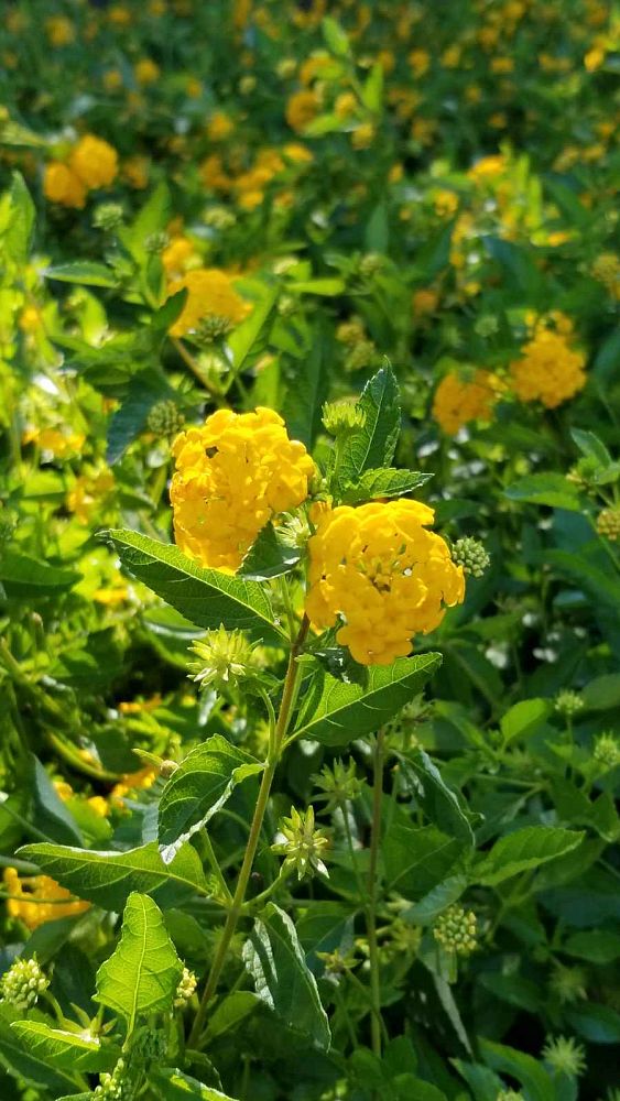 lantana-camara-new-gold