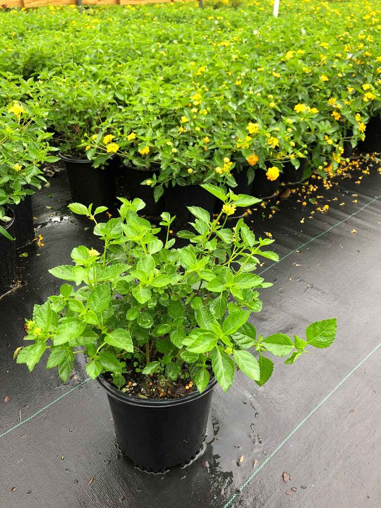 lantana-camara-new-gold