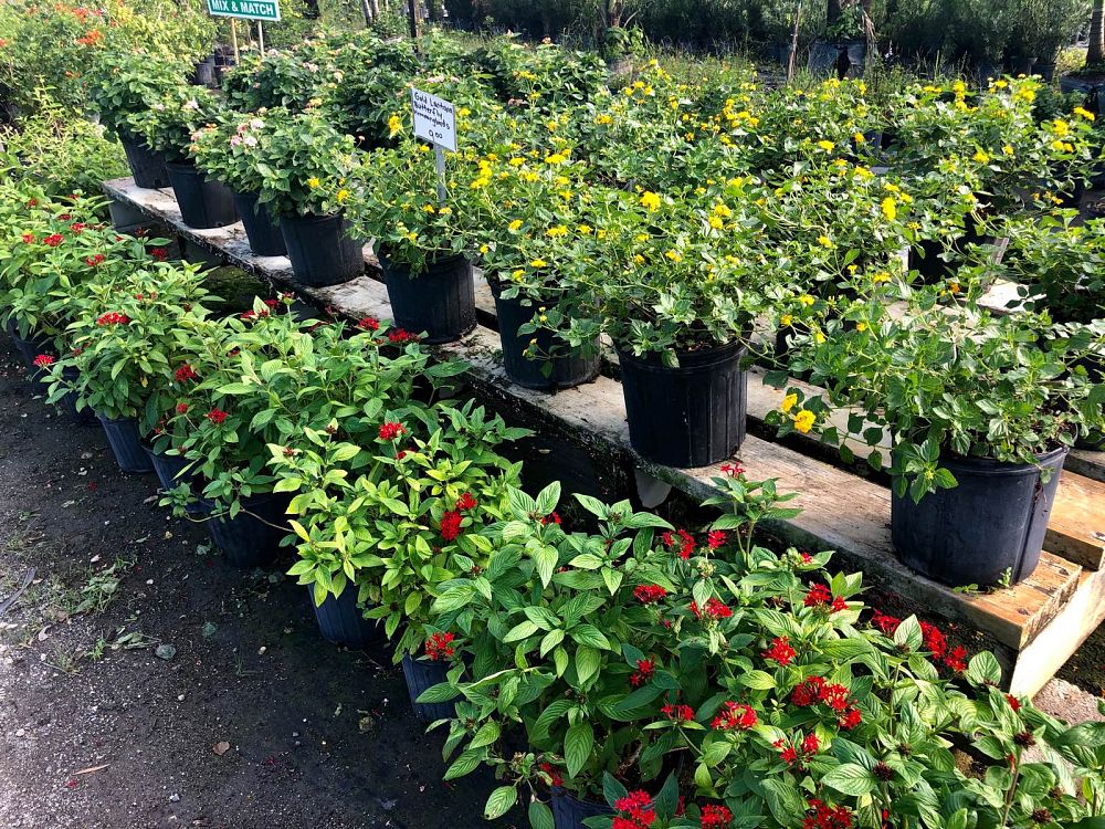 lantana-camara-new-gold