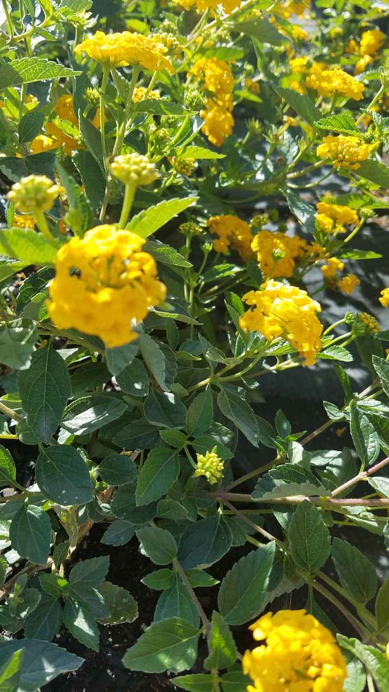 lantana-camara-new-gold