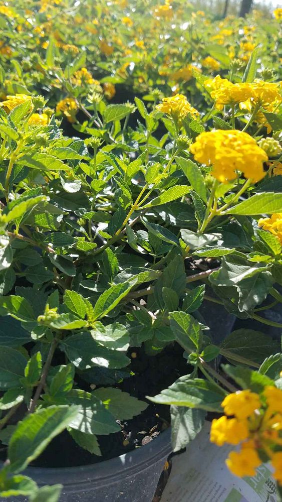 lantana-camara-new-gold