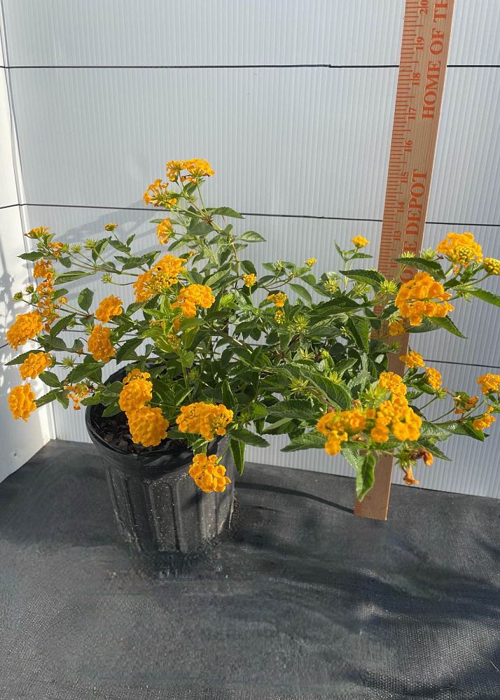 lantana-camara-new-gold